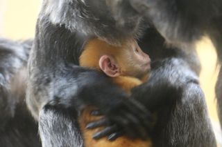 Lutung jawajski w gdańskim zoo