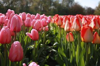 Widok tulipanów w łódzkim Botaniku zapiera dech w piersiach