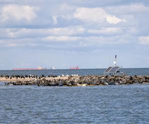 Ujście Wisły i Mewia Łacha - puste plaże i foki. Co tu zwiedzić? Jak zobaczyć foki? Wędrowne Motyle podpowiadają