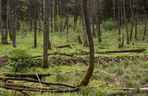 Źródliska nad Szeszupą