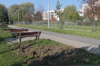 Dzikie harce dzików na Białołęce. Zwierzęta zdemolowały park!