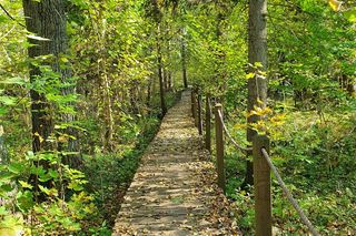 Puszcza Białowieska – ostatnia taka puszcza w Europie