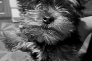  Tomasz i jego ukochany psiak zginęli w Unisławiu. Rodzinny koszmar 