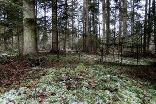 Bliżyńskie Lasy Naturalne