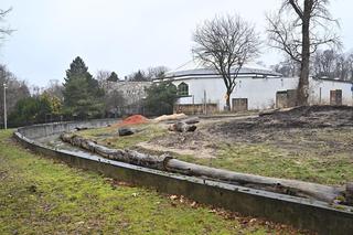 Słoń Leon ma urodziny. Wielka impreza w warszawskim ZOO