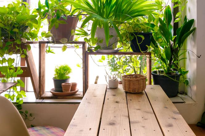Trujące rośliny doniczkowe w twoim domu
