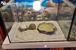 Żółw stepowy, wąż boa i dwie salamandry bez zezwoleń w sklepie zoologicznym