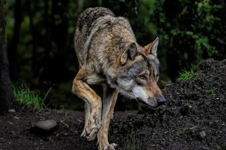 Atak wilków tuż pod domem! Ofiara nie miała najmniejszych szans