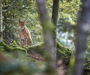 Puszcza Kampinoska z dzieckiem. Szlaki piesze, siedliska wilków i rysi w pradolinie Wisły