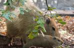 Kapibara z wrocławskiego zoo