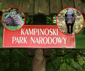 Jeżozwierz i wietnamskie świnie w Kampinosie. To nie żart!