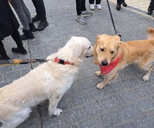 33. Finał WOŚP z grupą krakowskich Golden Retrieverów