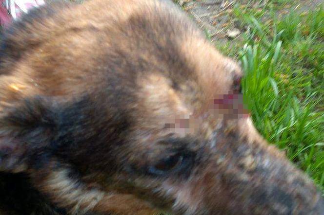 Gryfice: Brutalne pobicie psa w parku miejskim