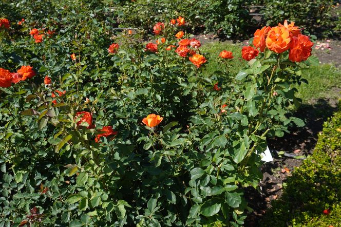 Ogród Botaniczny w Poznaniu 