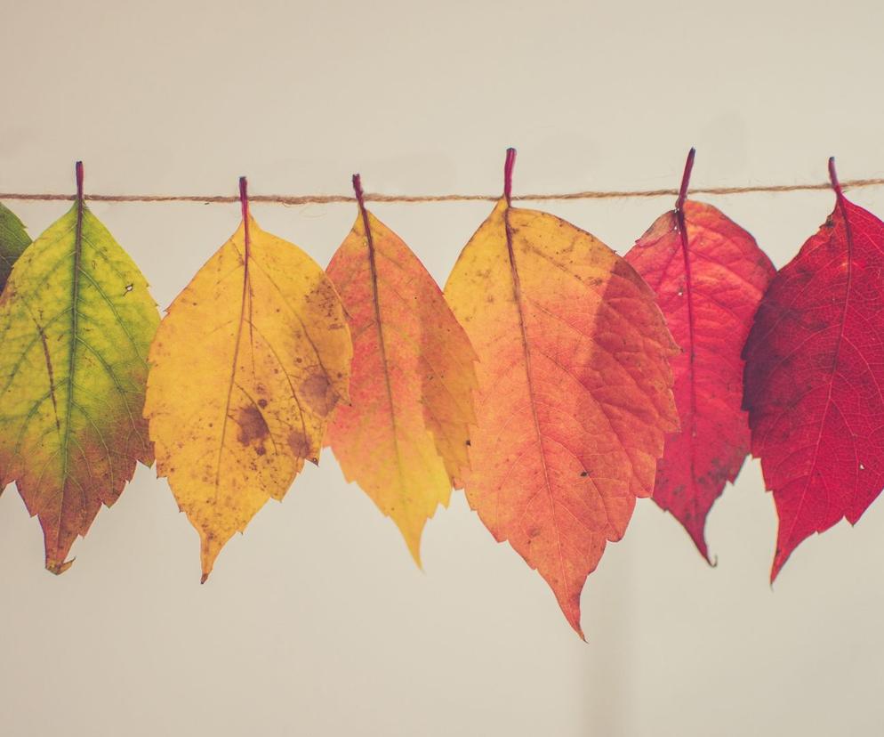 Dlaczego liście zmieniają kolor? Co oznaczają poszczególne barwy? 