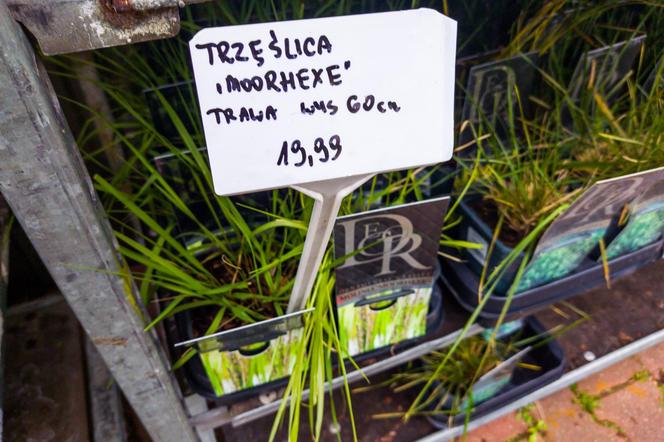 Trzęślica „moorhexe” – 19,99 zł/szt.