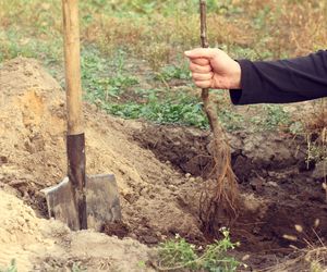Wiosenne sadzenie drzew i krzewów ozdobnych z odkrytymi korzeniami