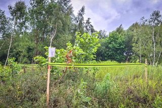 Rdestowiec na budowie Trasy Północnej