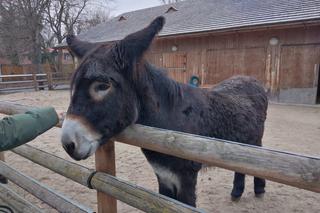 Zidane stawia na swoich. Wrocławski osiołek wytypował wynik meczu Polska - Francja [GALERIA]