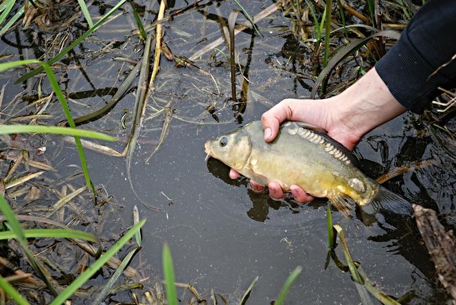 Karp ze Stawów Milickich