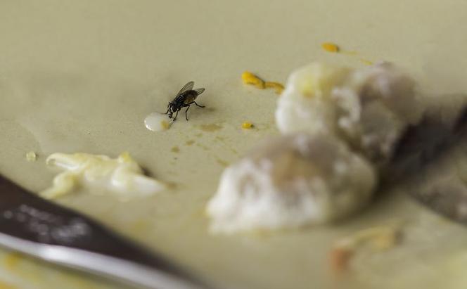 Muchy domowe mogą przenosić groźne drobnoustroje