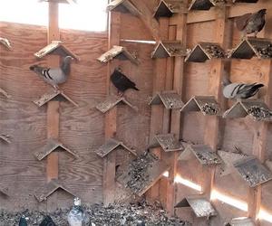 Zuchwała kradzież gołębi pocztowych. 43-latek uciekł z ptakami schowanymi w plecaku