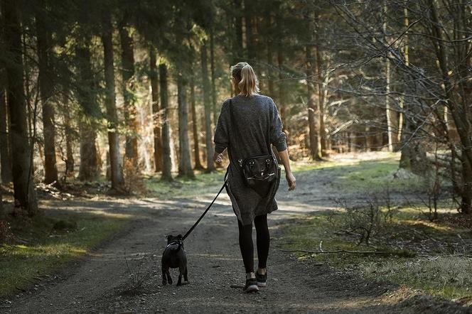 W tych dniach uważaj na spacerach z psem! Od kiedy szczepienie lisów? 