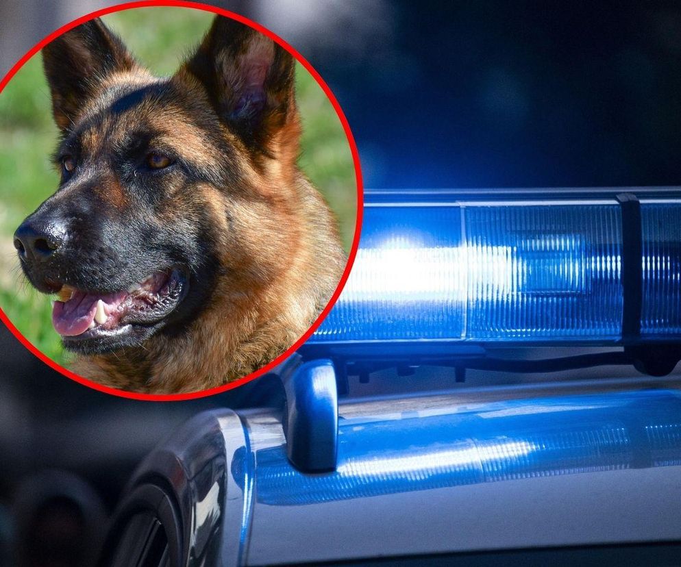 Dramat w Będzinie. Owczarki zagryzły 16-letniego Kajtka na oczach właścicielki