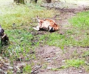 Ranna łania znaleziona w lesie koło Lotniska. Została pogryziona przez psa w momencie porodu!