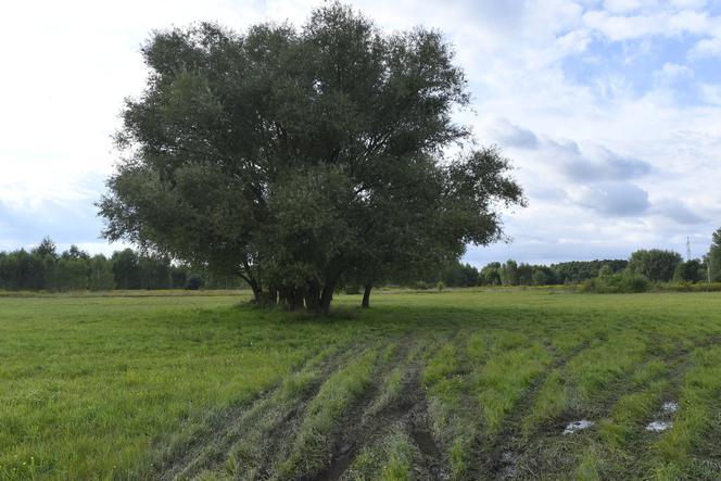 Zuzia z koleżanką powiesiły się na wierzbie. Jakie tajemnice śmierci dziewczynek zdradziła sekcja? 