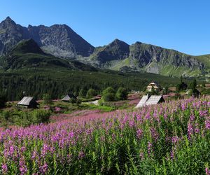 Wierzbówka na Hali Gąsienicowej w Tatrach