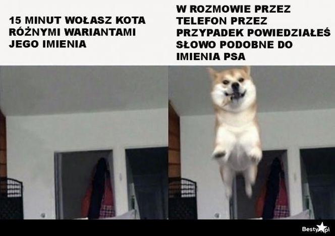 Chcesz poprawić sobie humor? Te memy ze zwierzętami rozbawią cię do łez!