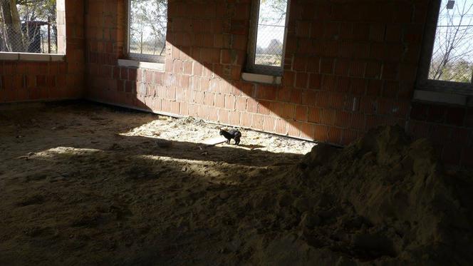 Koci azyl w Zamościu: Czy półsurowy budynek zostanie ukończony przez zimą? [AUDIO, ZDJĘCIA] Trwa walka z czasem