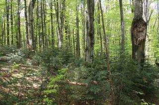 Nowe rezerwaty przyrody na Podkarpaciu 