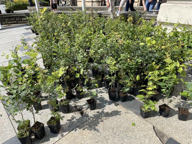 Młodzieżowa Rada Miasta rozdała sadzonki drzew