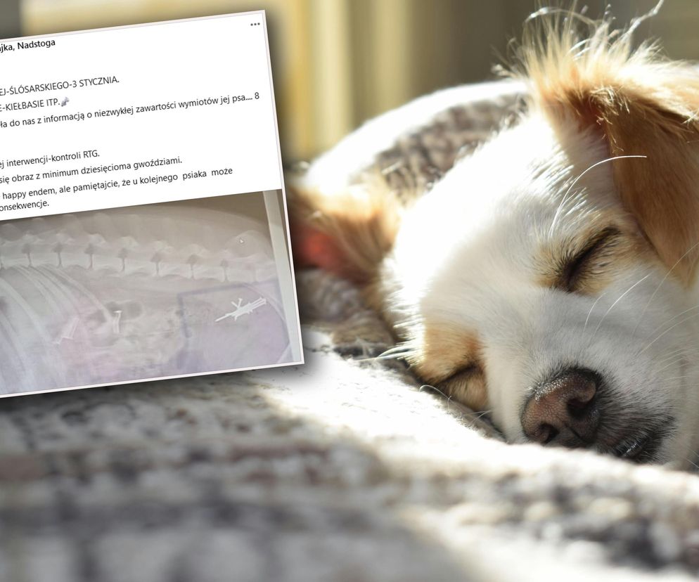 Pies połknął gwoździe ukryte w kiełbasie!? Weterynarze alarmują: To mogło skończyć się tragedią