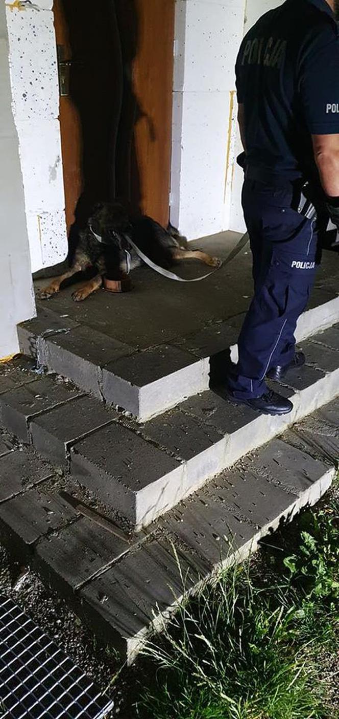 Pies WISIAŁ na płocie! Skomplikowana akcja ratownicza w Węgorzewie