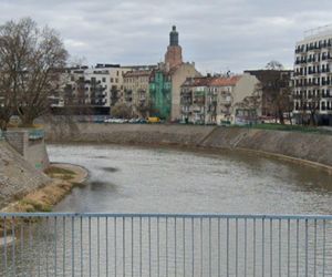 Naukowcy z Wrocławia znaleźli sposób na złotą algę.  Eksperci alarmują