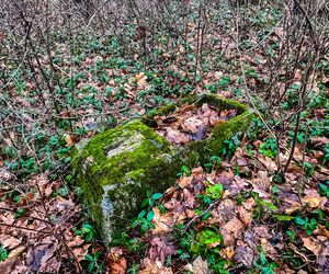 Tak wygląda XIX-wieczny cmentarz ewangelicki w Bynowie