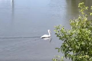 Pelikan z opolskiego zoo przyleciał sobie do Wrocławia 