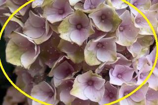 M jak miłość: kwiatki Katarzyny Cichopek zjedzone przez przędziorka