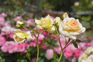 Róże wielokwiatowe w jasnych kolorach