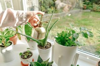 Podlewanie roślin doniczkowych - porady
