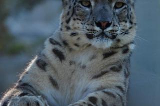 Wielkie koty z warszawskiego ZOO