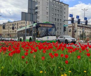 Najdłuższa linia autobusowa w Białymstoku. Tym autobusem zwiedzisz całe miasto!