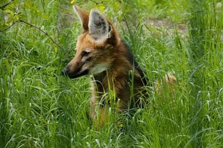 Już wiadomo, jak będzie się nazywać samiczka wilka grzywiastego ze śląskiego ZOO