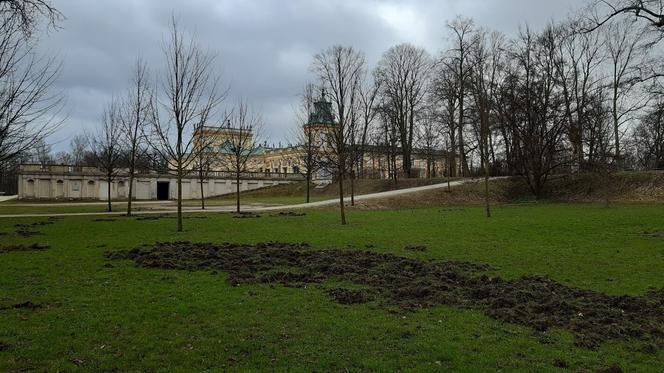 Dziki w Muzeum Pałacu Króla Jana III w Wilanowie! Trzeba było odwołać zwiedzających 