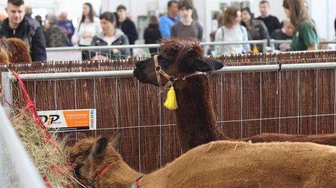 Tak wyglądał Zoopark 2024 w Lublinie! Zobacz zdjęcia