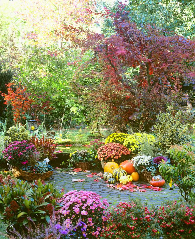 Kolory jesieni w ogrodzie