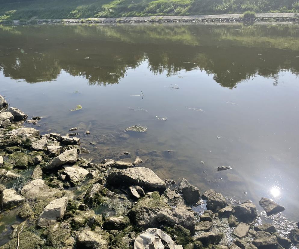 Niski stan wody w Wisłoku w Rzeszowie. Susza na Podkarpaciu 